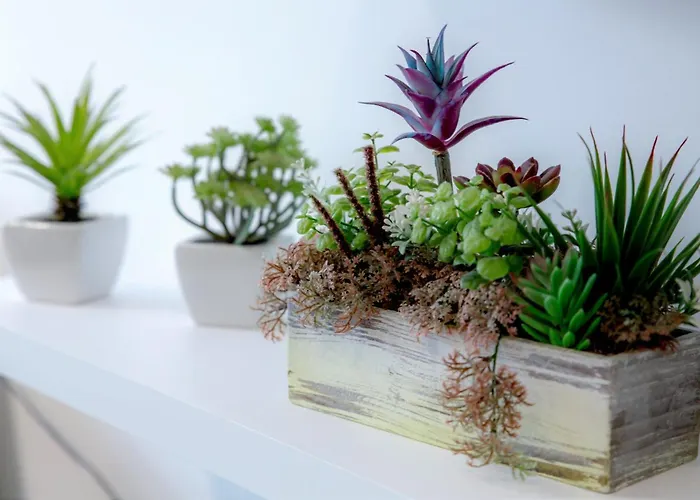 Side * 알부페이라